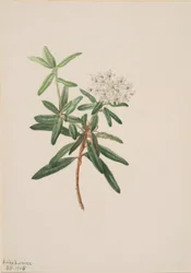 Té del Labrador (Ledum groenlandicum)