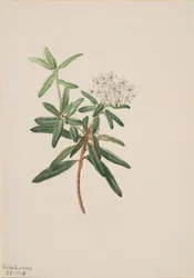 Té de Labrador Ledum groenlandicum, 1905
