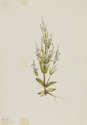 Genciana de escalera (Gentiana acuta)
