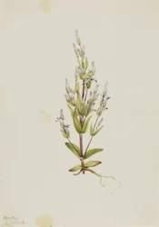 Genciana de escalera Gentiana acuta, 1916
