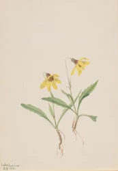 Árnica del lago Louise (Arnica louisiana)