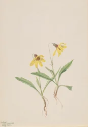 Lago Louise Arnica Arnica louisiana, 1905