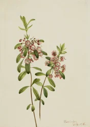 Lambkill Kalmia angustifolia, 1918