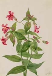 Flor de mono de Lewis Mimulus lewisii