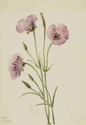 Calochortus espléndido lila