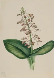 Lirio de los valles (Liparis liliifolia)