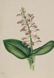 Lirio Twayblade Liparis liliifolia, 1920