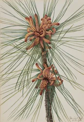 Pino taeda Pinus taeda, 1918