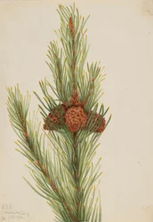Pino de Lodgepole Pinus Contorta murrayana, 1921