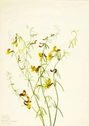Lotus puberulus