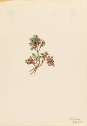 Arándano rojo bajo (Vaccinium caespitosum)
