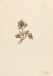 Arándano bajo Vaccinium caespitosum, 1918