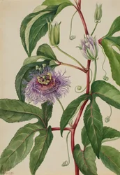 Maypop Passiflora incarnata