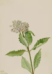 Algodoncillo Ascelpias, 1924