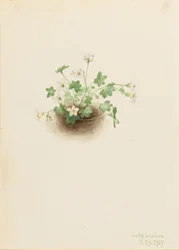 Romanzoffia sitchensis (Romanzoffia sitchensis)