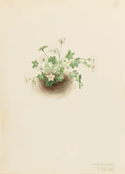 Mistmaiden Romanzoffia sitchensis, 1907