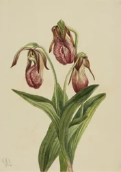Flor mocasín (Cypripedium acaule)