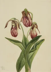 Flor de mocasín Cypripedium acaule, 1904
