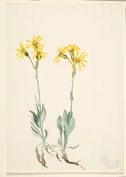 Parnasia de Montana (Parnassia montanesis)