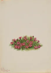 Campión de musgo (Silene acaulis)