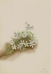 Musgo Rosa Phlox subulata