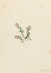 Arándano rojo de montaña (Vaccinium vitisidaea minus)