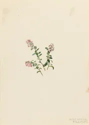 Arándano rojo Vaccinium vitisidaea minus