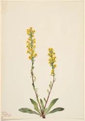 Vara de oro de montaña (Solidago oreophila)