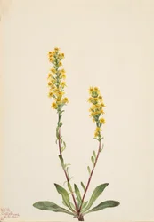 Vara de oro de montaña Solidago oreophila, 1921
