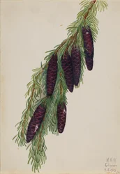 Mountain Hemlock Tsuga mertensiana