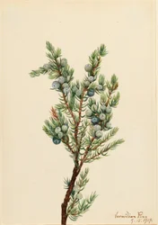 Enebro de montaña (Juniperus sibirica)