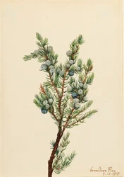 Enebro de montaña Juniperus sibirica