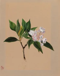 Laurel de montaña Kalmia latifolia, 1879