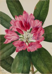 Rosal de montaña (Rhododendron catawbiense)