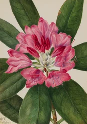 Rhododendron catawbiense, 1932