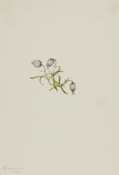 Acedera (Lychnis apetala)