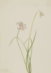 Cebolla inclinada Allium cernuum, 1901