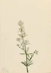 Galium boreale (Galium boreale)