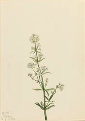 Galio boreal Galium boreale