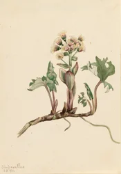 Petasites hiperbórea (Petasites hyperboreus)