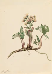 Petasites hyperboreus