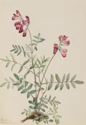 Hedysarum boreal (Hedysarum boreale)