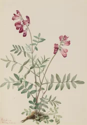 Hedysarum boreal del norte, 1916