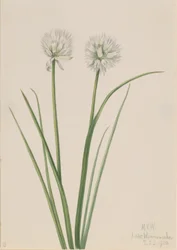Cebolla del norte (Allium sibiricum)