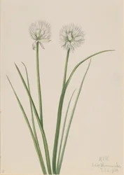 Cebolla del norte Allium sibiricum, 1920