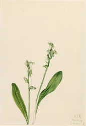 Orquídea de una hoja (Habenaria obtusata)