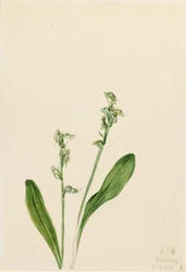 Orquídea de una hoja Habenaria obtusata