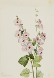 Malva de ojos anaranjados (Sphaeralcea davidsonii)