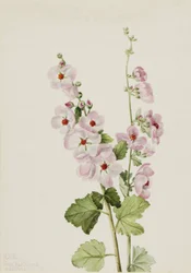 Malva de Ojo Naranja Sphaeralcea davidsonii, 1926