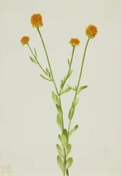 Polígala naranja Polygala lutea